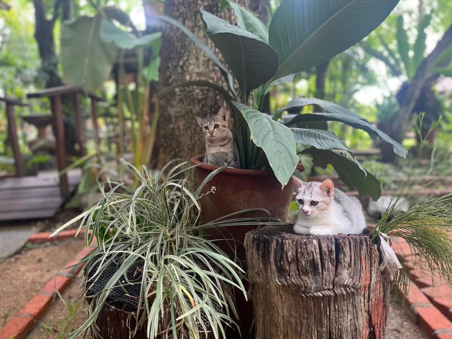 Tongluang Inthanon Homestay โต้งหลวงอินทนนท์โฮมสเตย์ Chom Thong Esterno foto